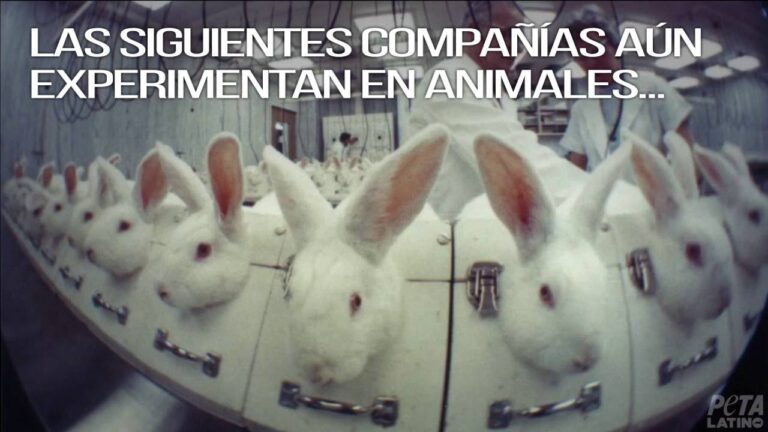 Descubre las compañías de cosméticos que NO prueban en animales