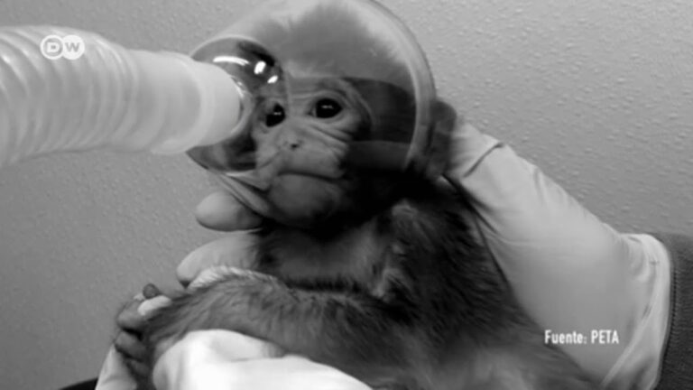 ¿Qué experimentos inhumanos se realizan en animales?