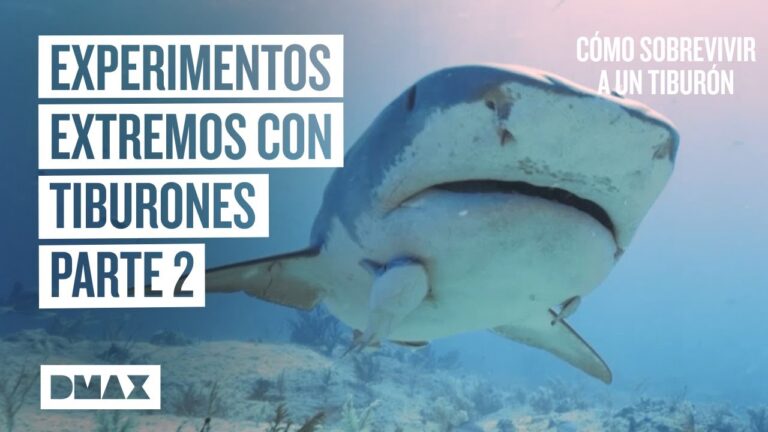 Descubre los polémicos experimentos con tiburones en un estudio impactante