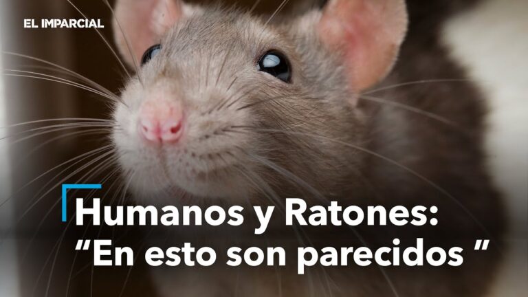 Descubre el impactante experimento en la ciudad de ratas: ¿qué reveló sobre el comportamiento humano?