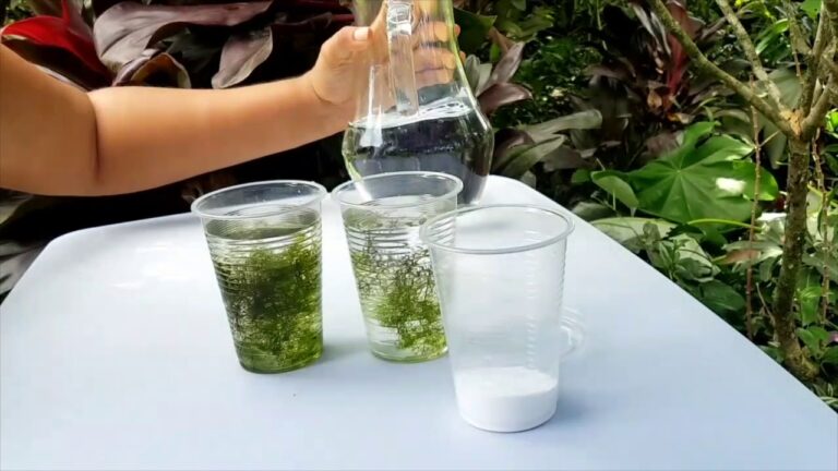 Increíble experimento de fotosíntesis con bicarbonato: ¿Cómo influye en las plantas?