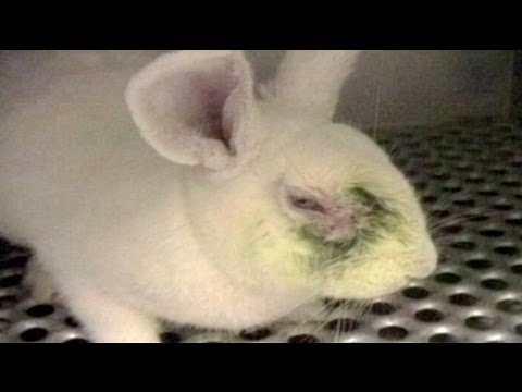 Empresas cosmeticas: ¿Aún experimentando con animales?