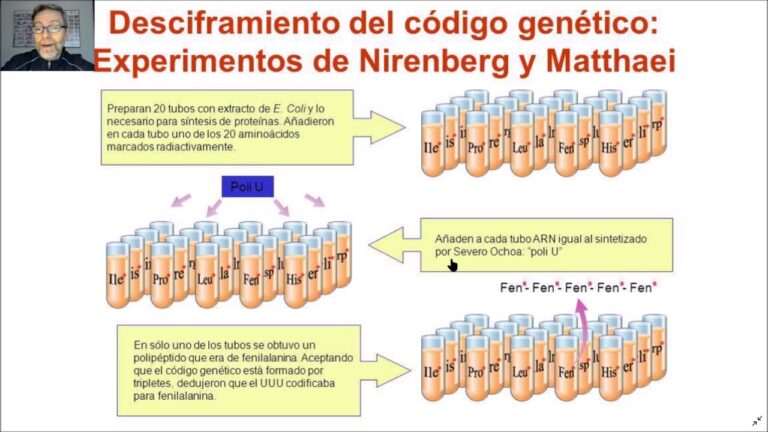 Descubre cómo el experimento de Nirenberg revolucionó la investigación genética